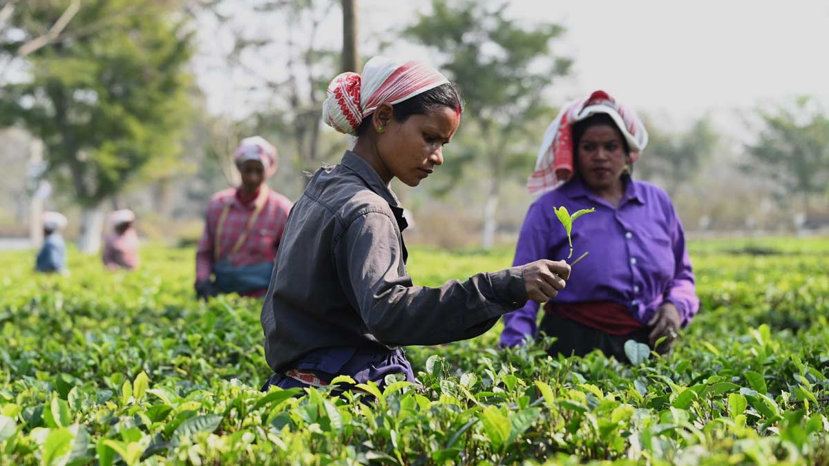 Tea-workers-Assam