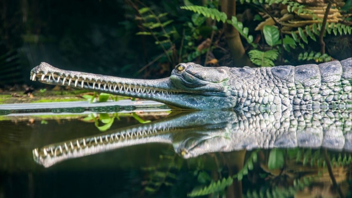The Indian gharial or Gavialis gangeticus [Representative image] | Shutterstock