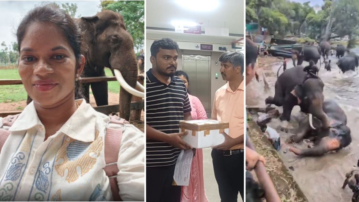 marthanda-jinsu-woman-chennai-dead-crushed-elephant - 1
