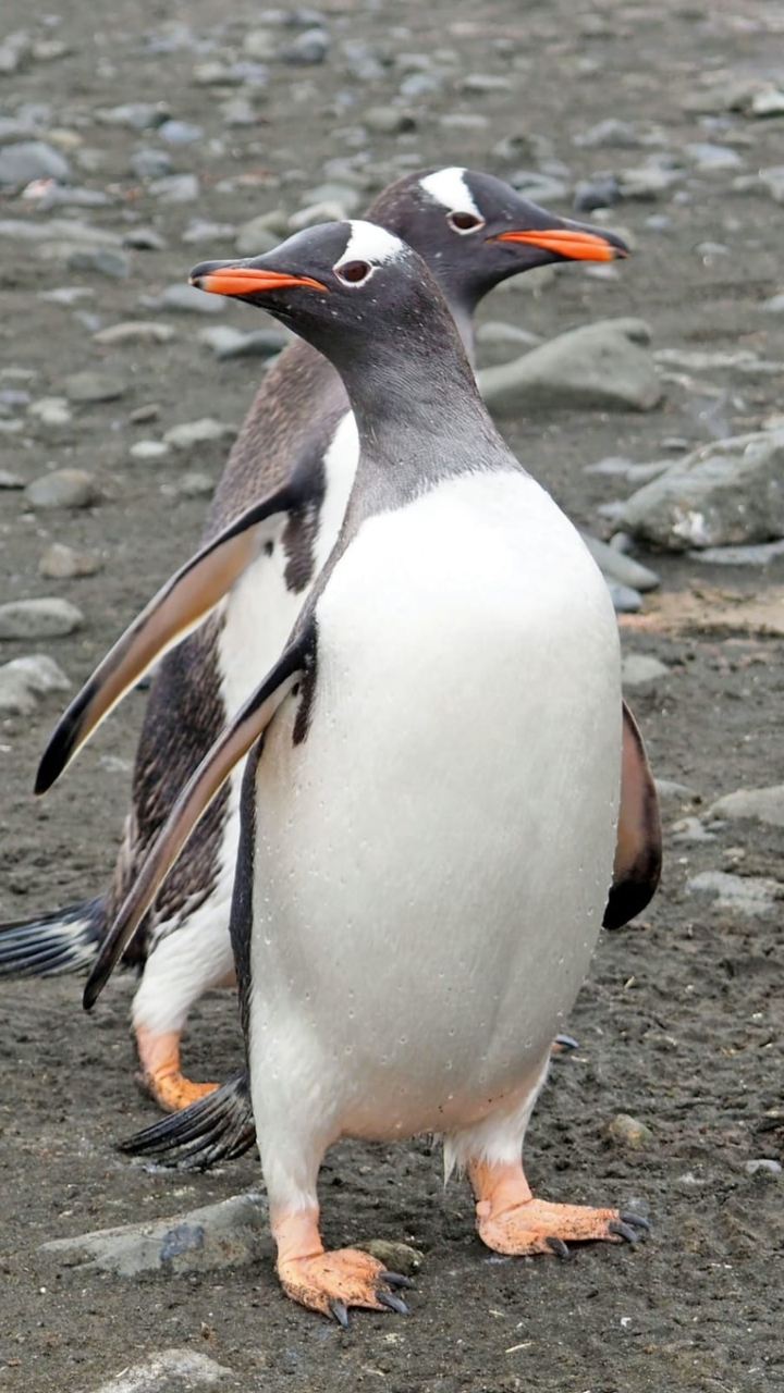 World Penguin Day: The flightless birds take the spotlight!