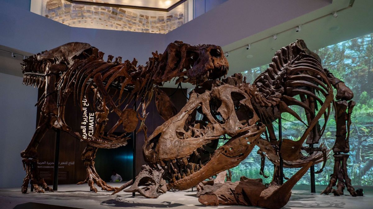 A dramatic recreation of a prehistoric battle between Tyrannosaurus Rex and Triceratops, reconstructed using their actual fossil remains, at Abu Dhabi Natural History Museum | Mintu P. Jacob