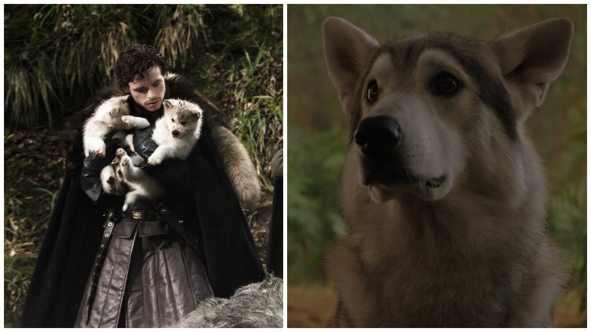 Dire wolves in 'Game Of Thrones' | X