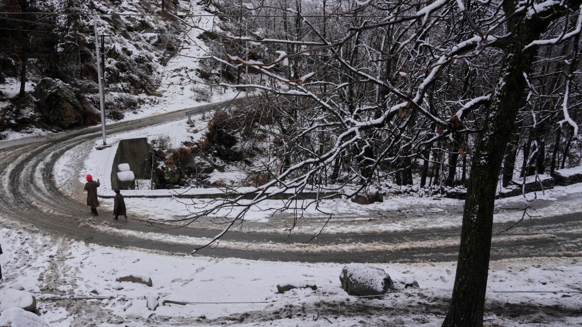 Image of a tree on a snow-laden roadside used for representation | AP