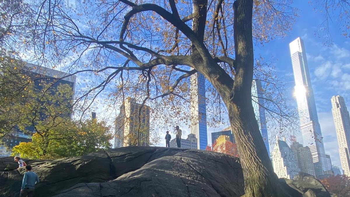 NY Manhattan skyline from Central Park