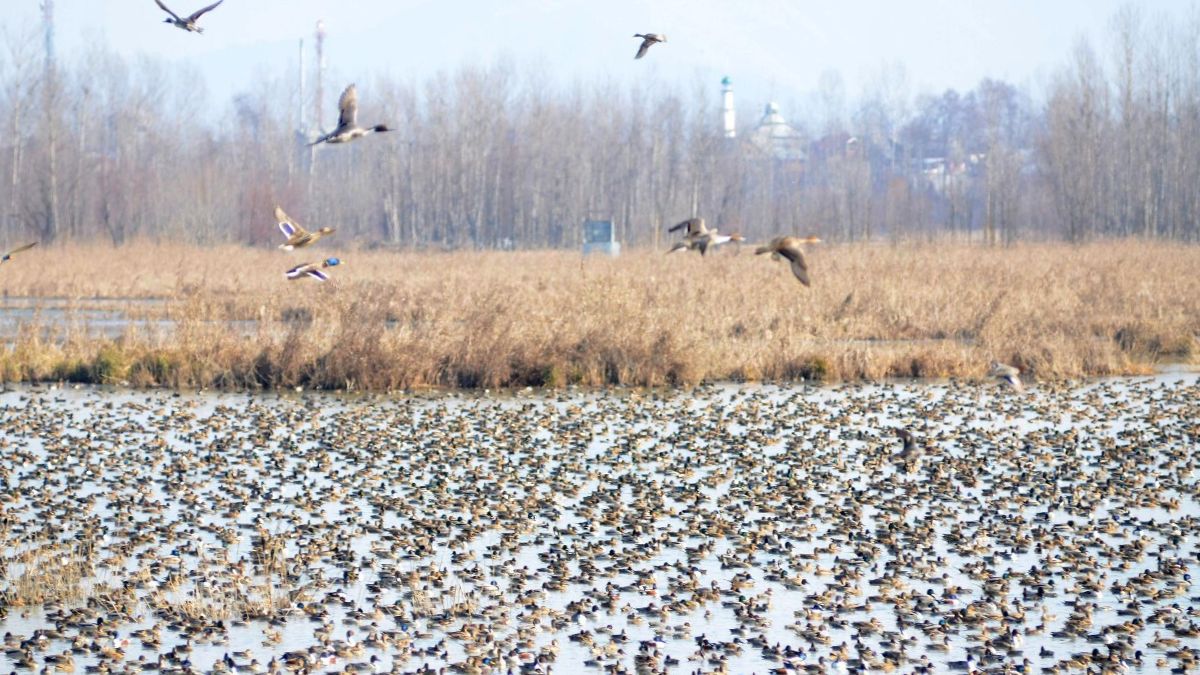 Migratory birds at Kashmir wetlands