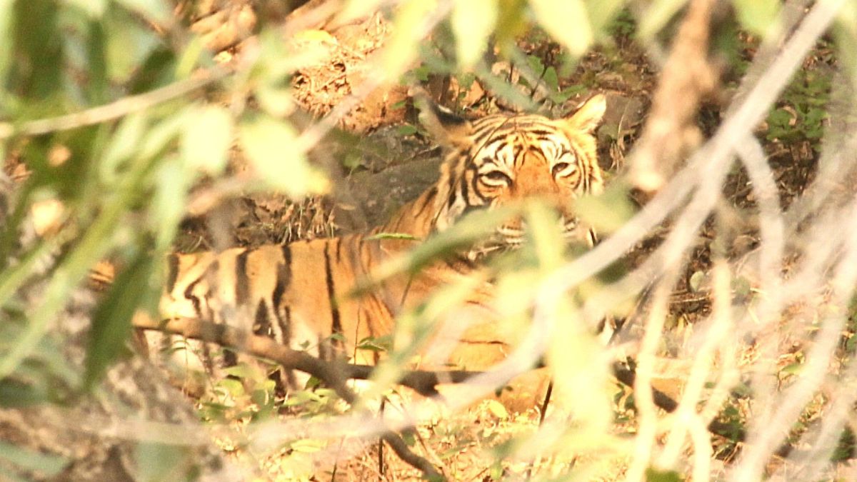 Tiger spotting in Ranthambore Tiger spotting in Ranthambore
