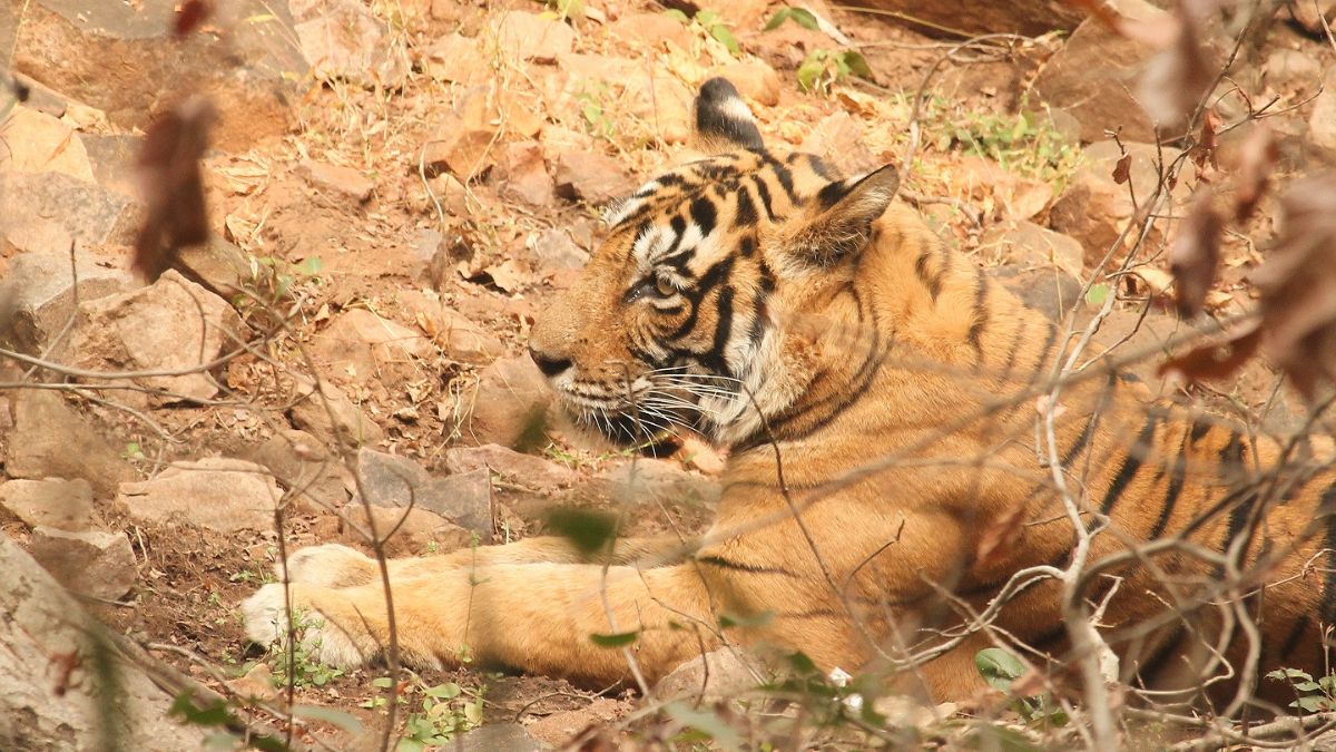 One of the tigers at Ranthambore | Gautam Bhaskar