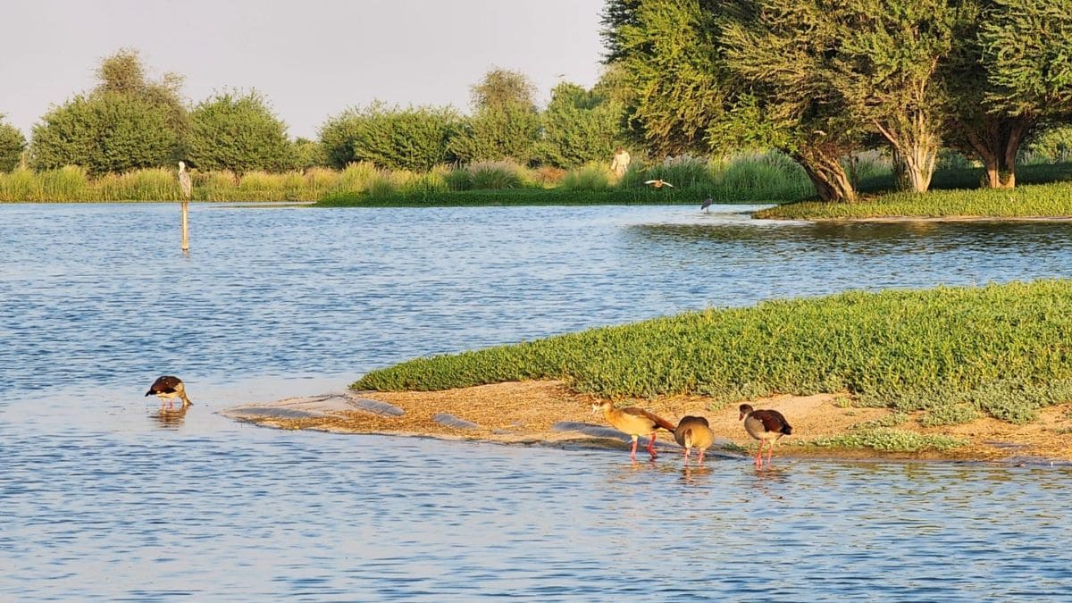 Al Qudra Lake in Dubai | Dr Bhavya J. Menon