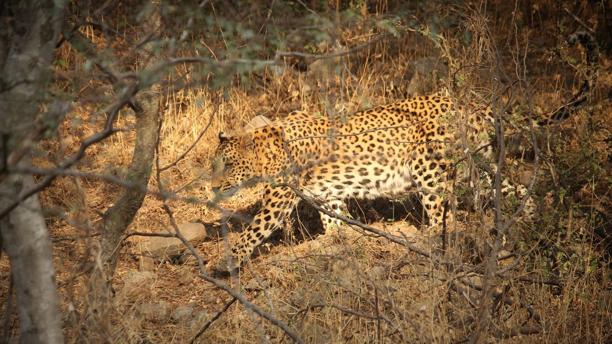 A Leopard at Jhalana A Leopard at Jhalana