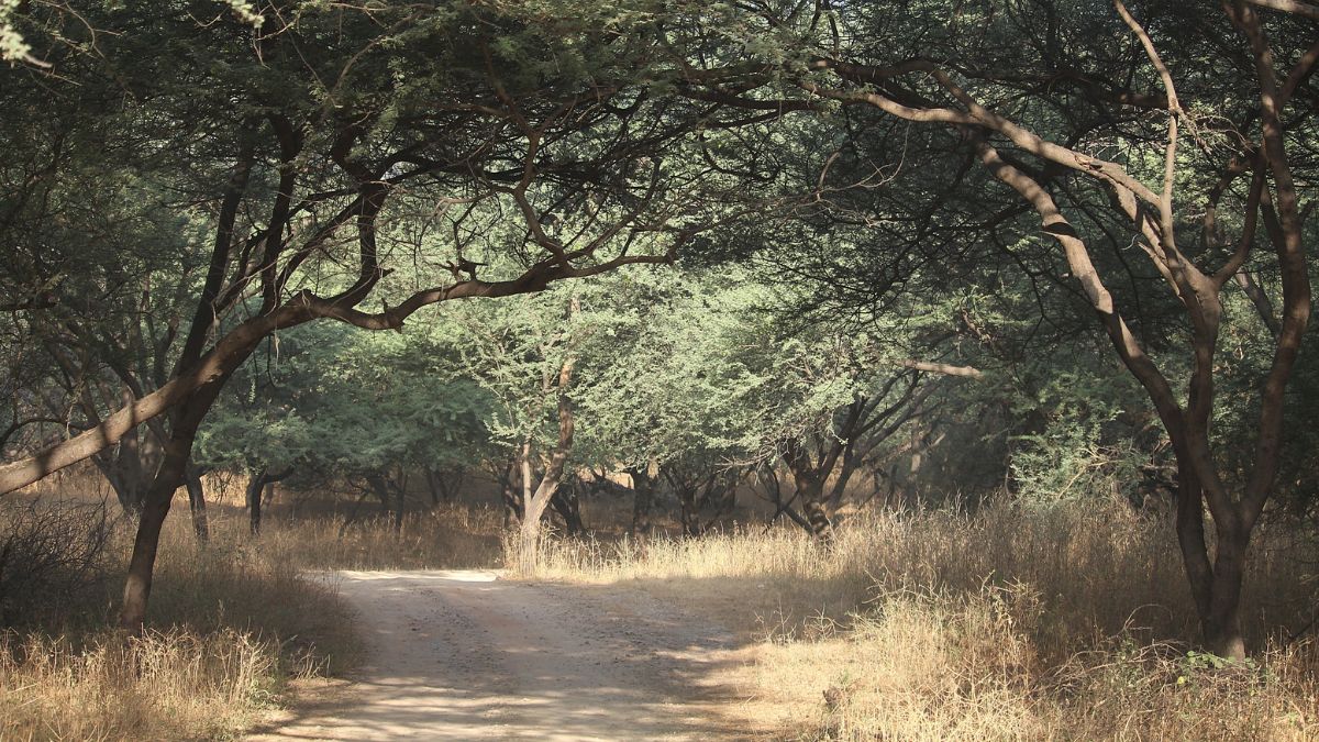Jhalana Leopard Reserve Jhalana Leopard Reserve