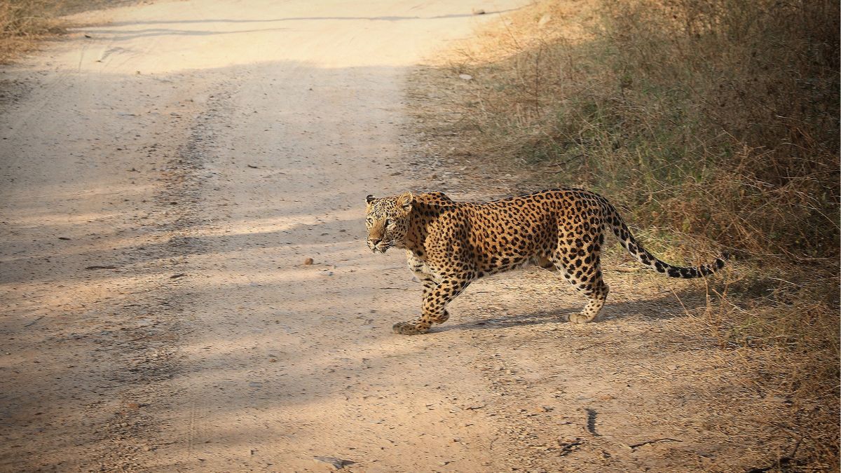 A leopard at Jhalana reserve in Rajasthan