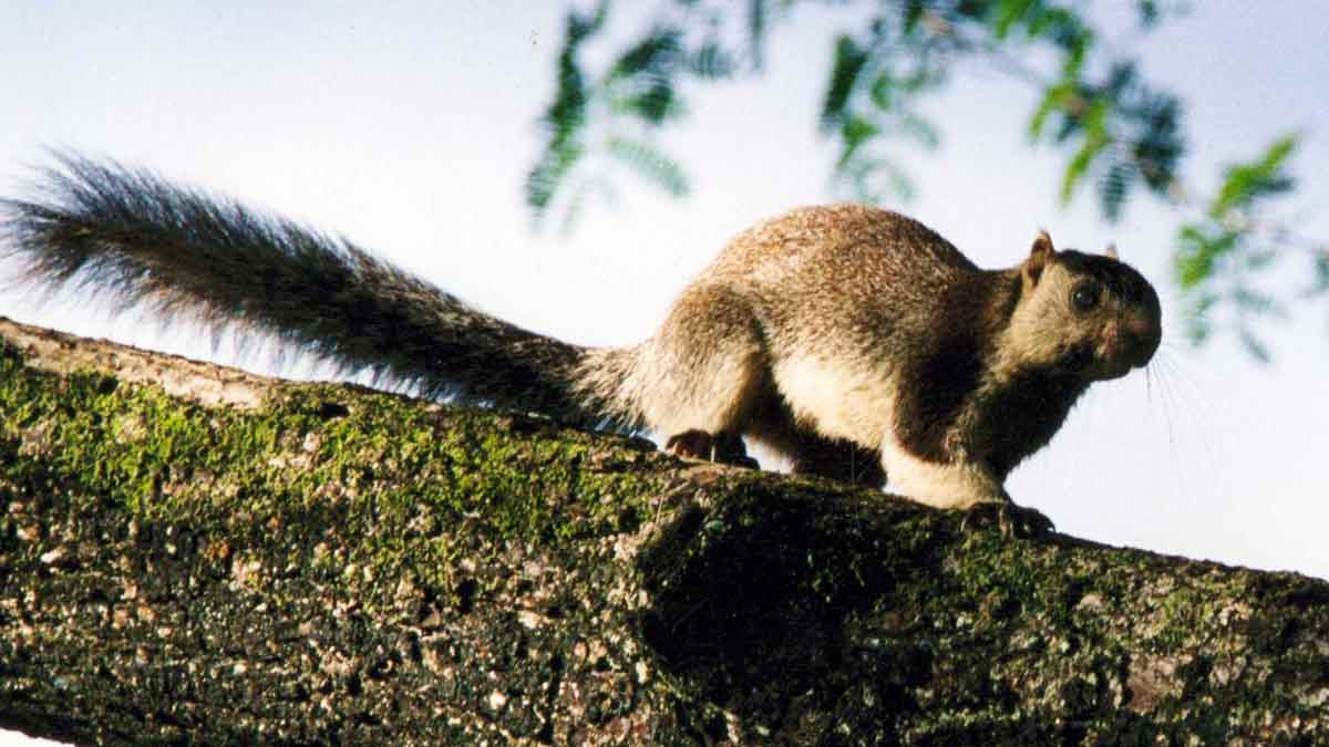 Grizzled Giant Squirrel