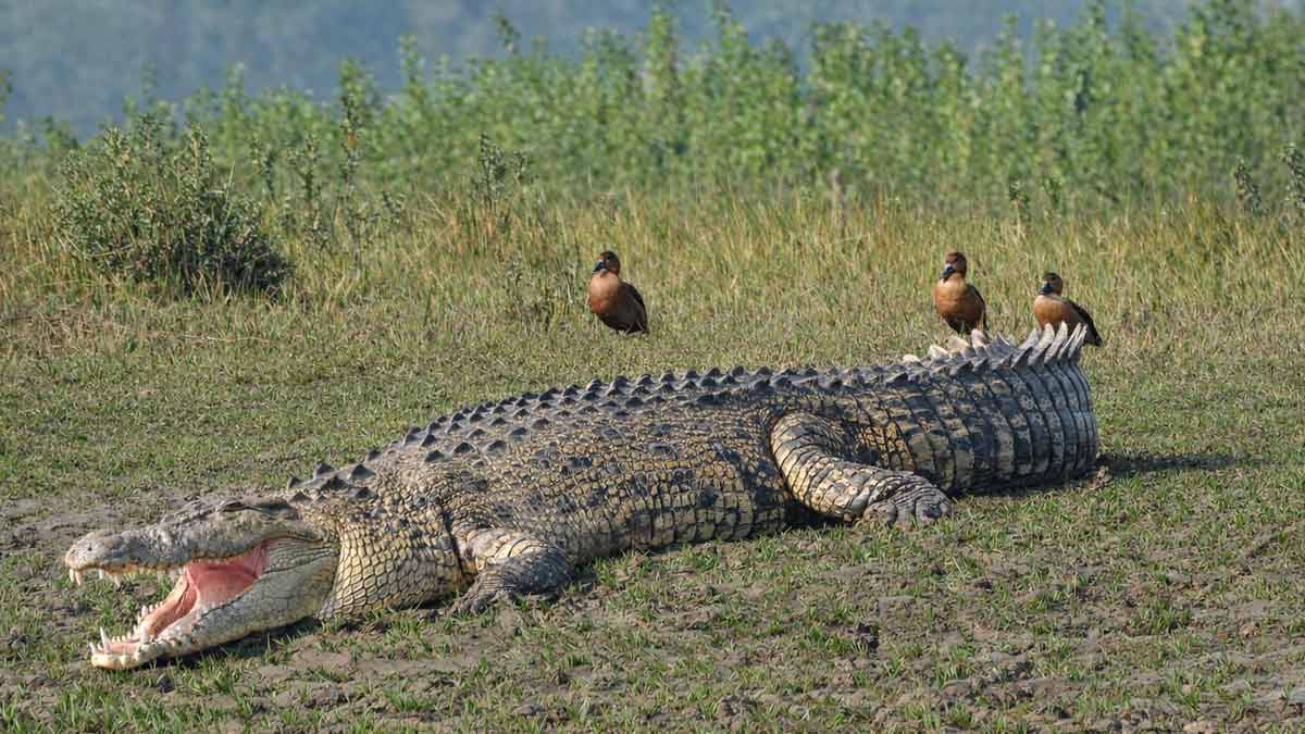 Bhitarkanika National Park: India’s own Amazon