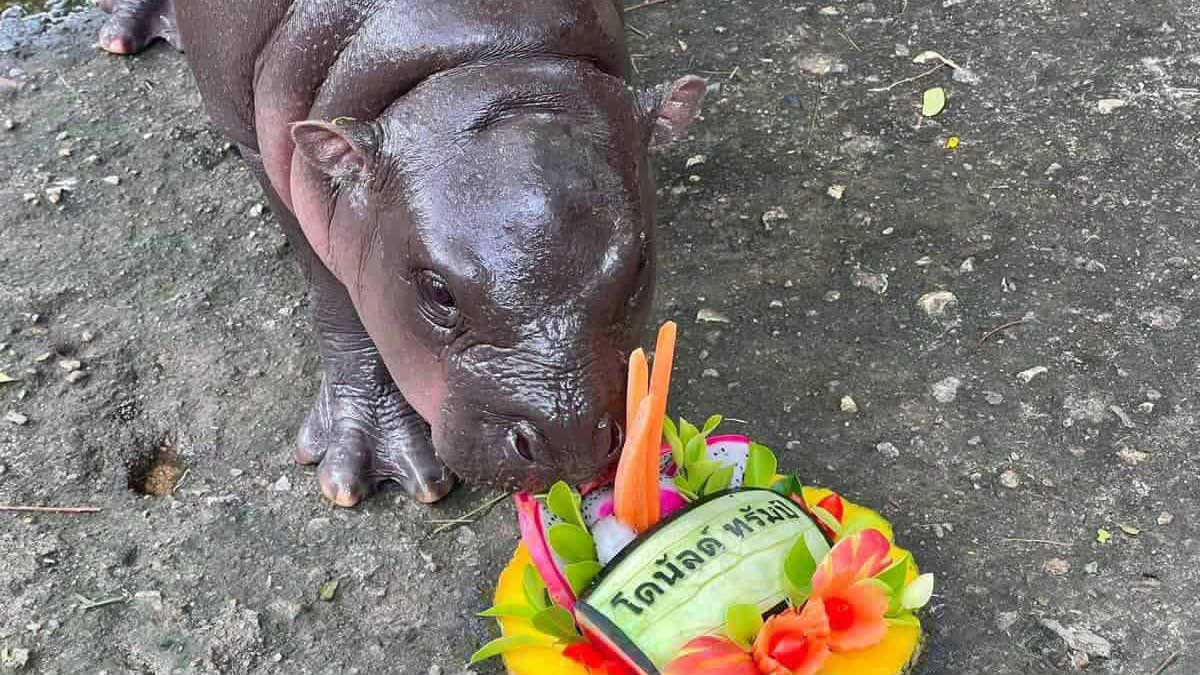 Viral pygmy hippo Moo Deng predicting the winner of US Presidential elections | X 