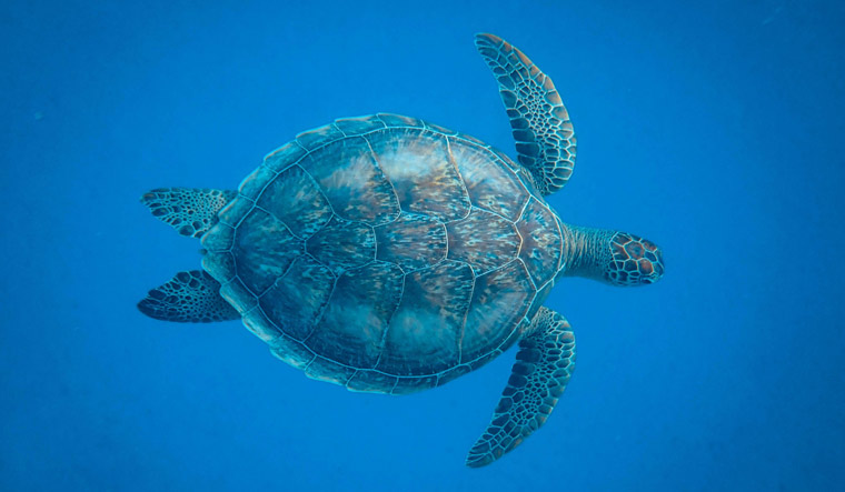 Sea turtle food poisoning death