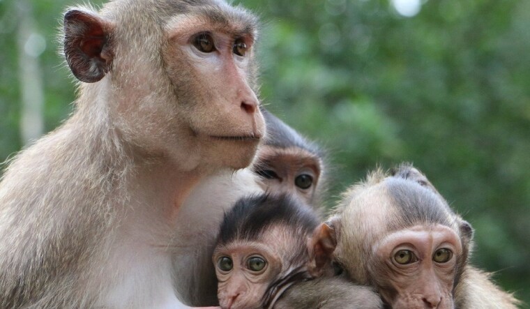 Image of a ong-tailed macaque family used  for representation | Facebook