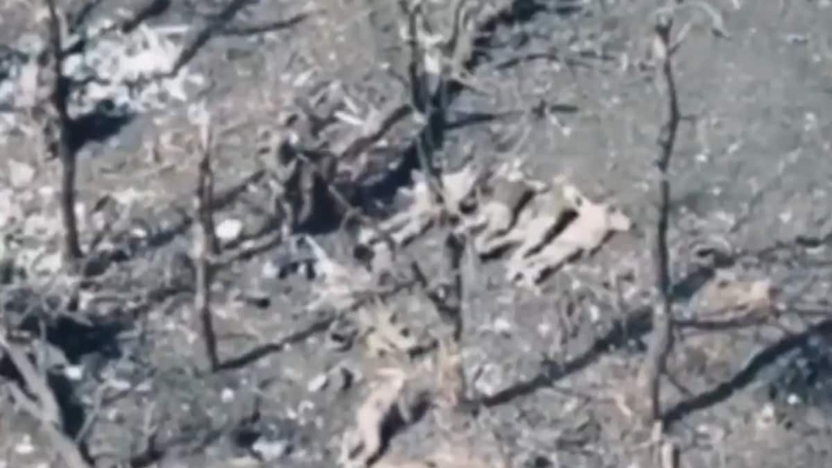 A Russian drone captured the shocking video of the Ukrainian POWs' execution | X