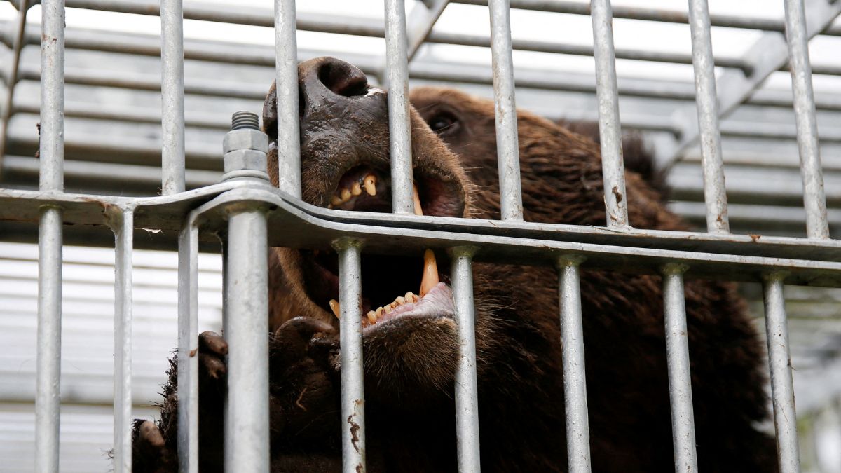 Japan troops set up bear trap - 1