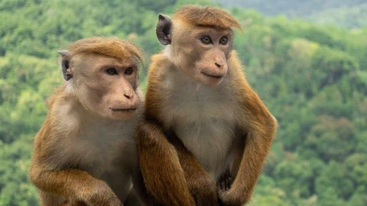 monkey-sri-lanka-power-outage-x