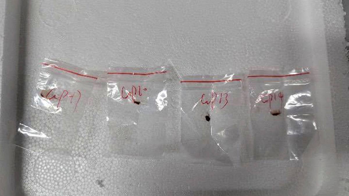 Samples of a pathogen identified by the US Department of Justice as Fusarium graminearum are seen in a criminal complaint by the FBI against Chinese researcher Zunyong Liu and his girlfriend Yunqing Jian | Reuters