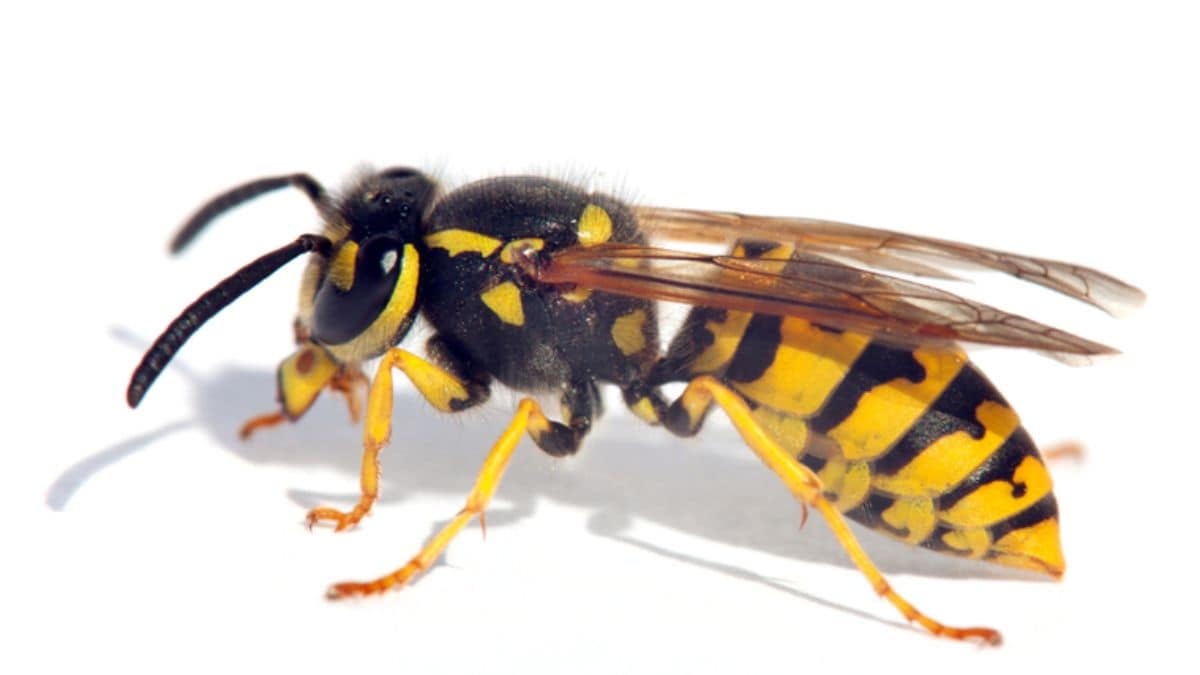 radioactive wasps - 1