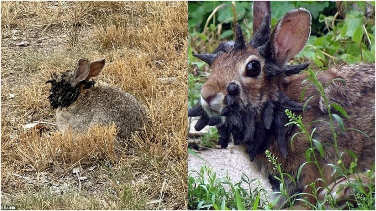The rabbits infected by the virus may find it difficult to lead a normal life in the wild | X