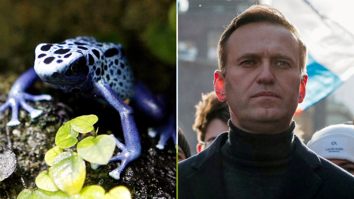 The poison dart frog (L) and former Russian opposition member Alexei Navalny (R) | Reuters