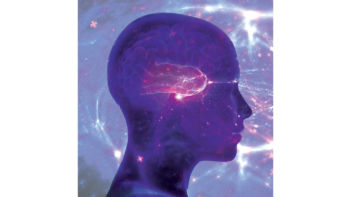 18-The-cortex-new