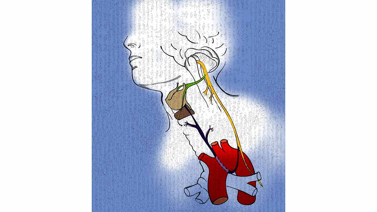 41-The-tenth-nerve-new