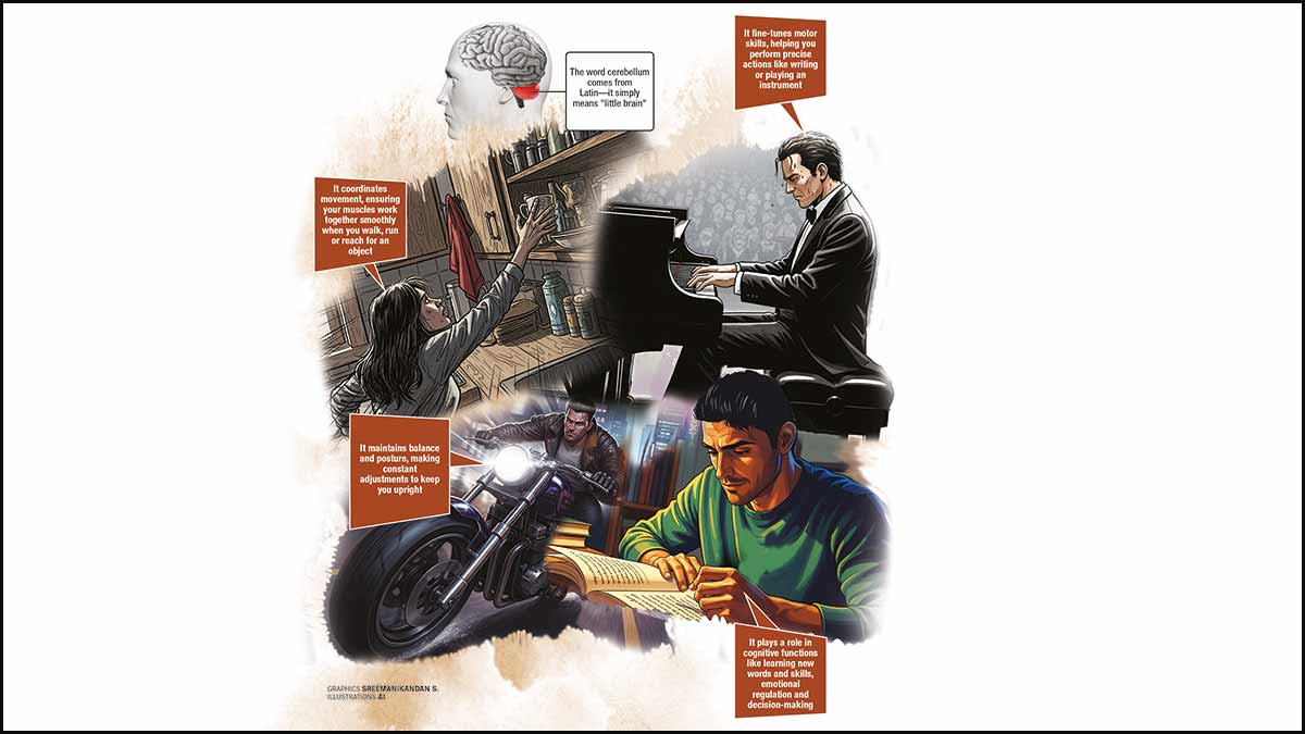Cerebellum FINAL