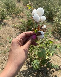Kala cotton in bloom at Adesar, Gujarat