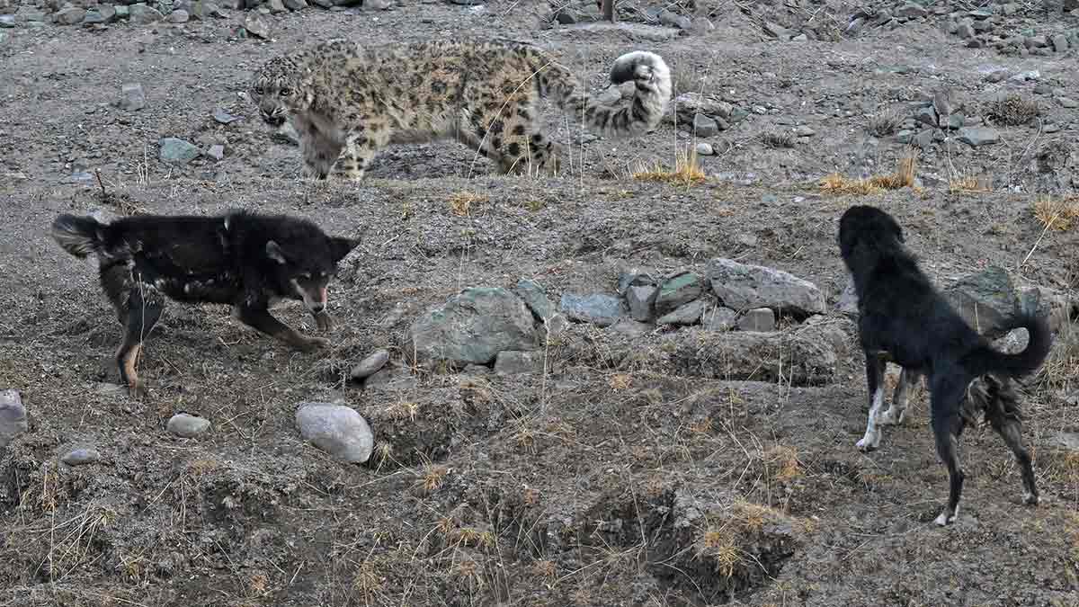3-Of-spiders-drones-and-leopards