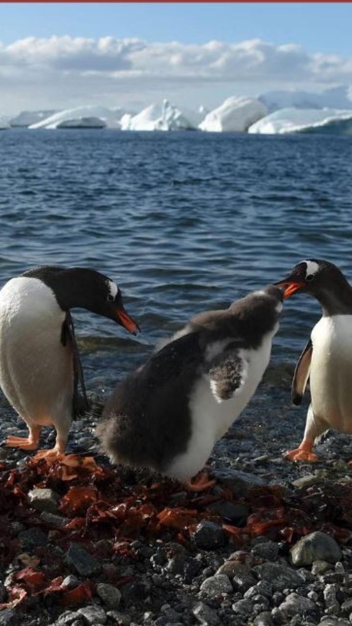 Did Bird flu kill thousands of penguins in Antarctica? Scientists fear H5N1 may eliminate endangered species 