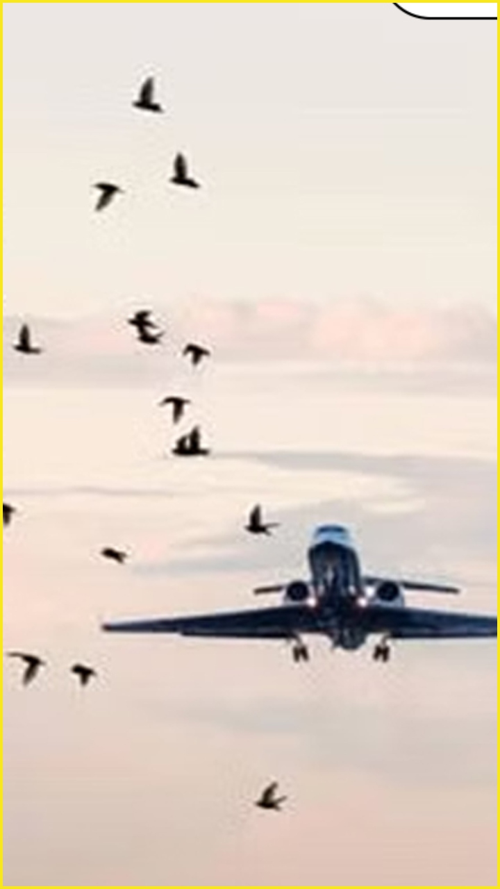 Bird hits: 10 birds that often strike aircraft in India and around the world