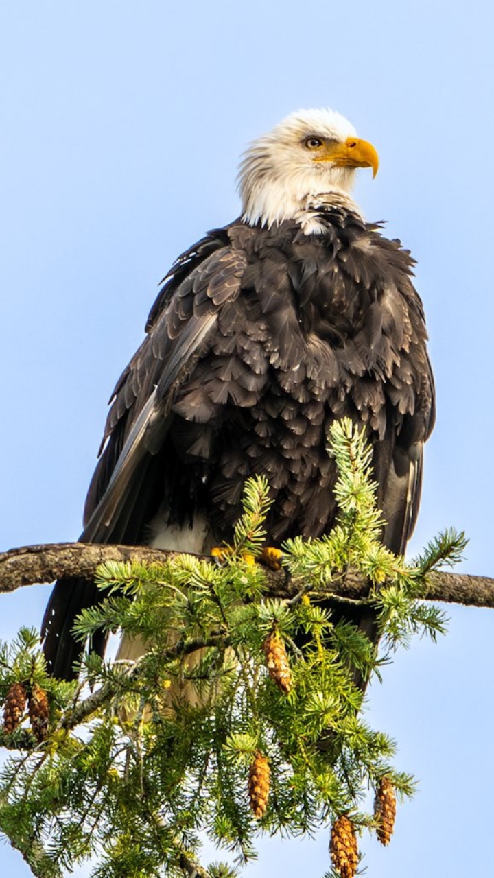 Official! Bald eagle is national bird of United States, Joe Biden's big Christmas eve announcement!