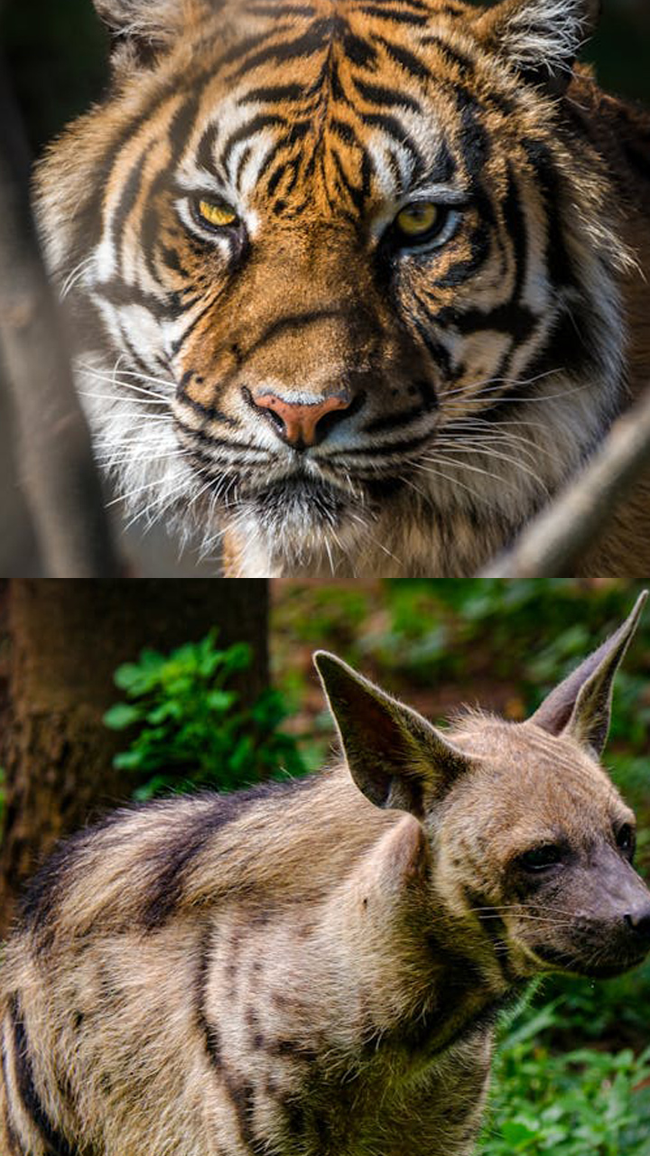 5 animals with stripes found in India