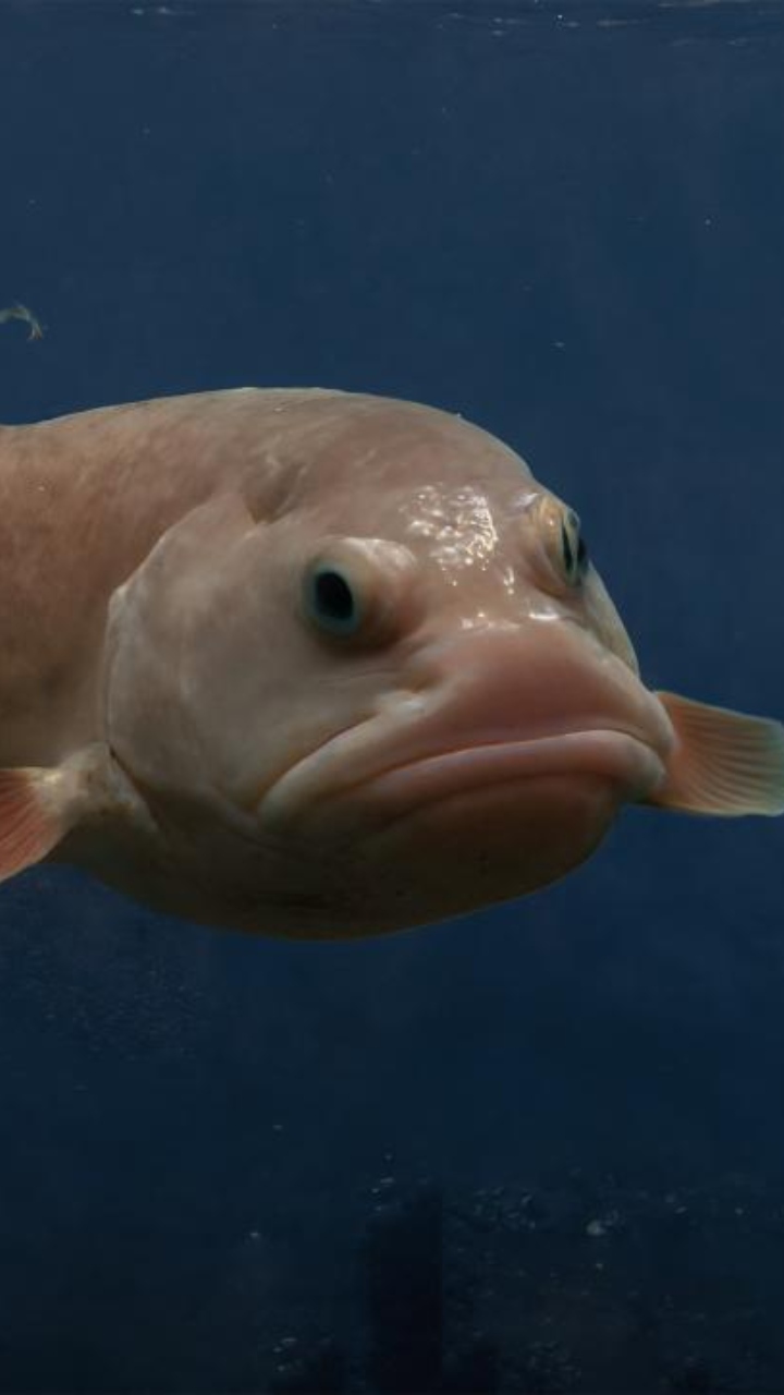 Blobfish,'world's ugliest animal', is the 'Fish of the Year' in New Zealand!