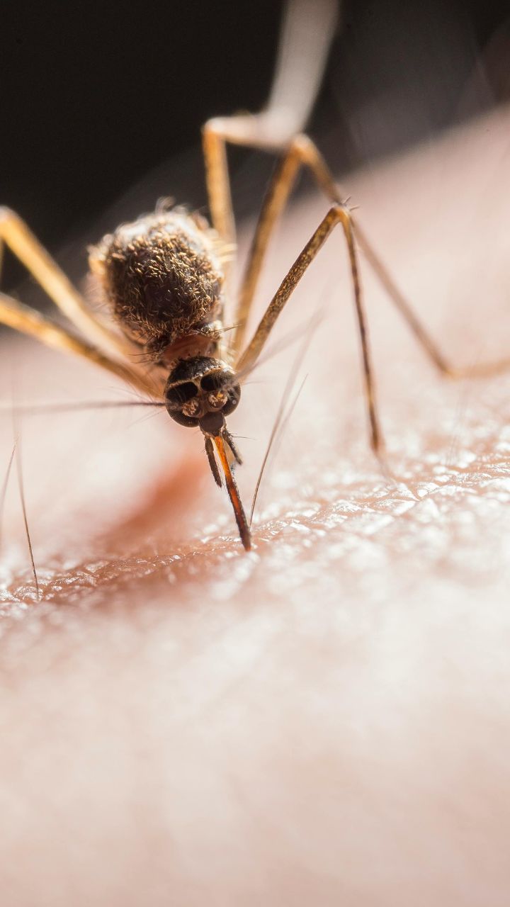 Why mosquitoes find pregnant women delicious