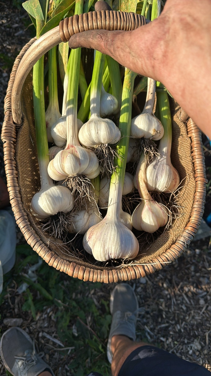 Cancer prevention to bone strength, 6 medical benefits of garlic that'll blow your mind away